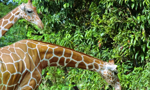 Dehiwala Zoological Gardens