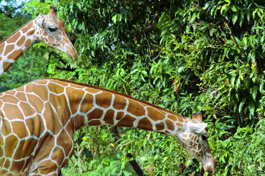 德希烏拉動物園