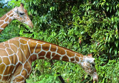 德希烏拉動物園