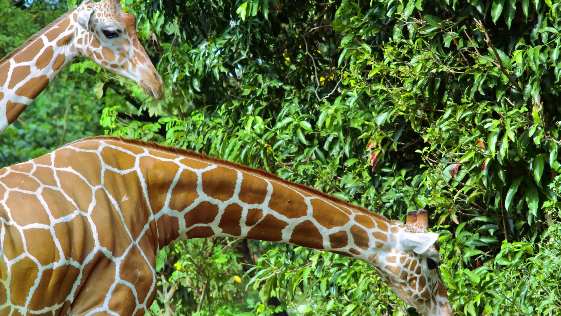 デヒワラ動物園周辺のホテル