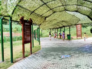 Fengcheng Huangjingu Drifting