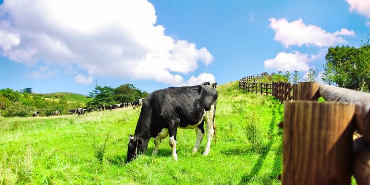 Daegwallyeong Sheep Farm