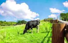 大關嶺羊群牧場