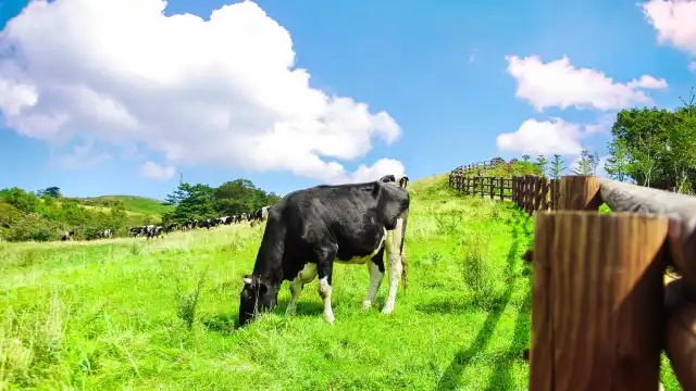 โรงแรมใกล้Daegwallyeong Sheep Farm