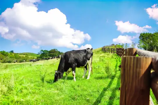 Hotels near Daegwallyeong Sheep Farm