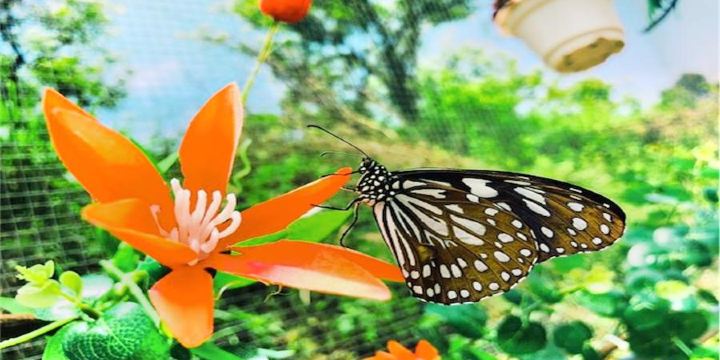 Jinhai Snow Mountain · Four season flower valley