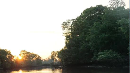 汶萊河紅樹林