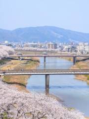 足羽川 桜並木