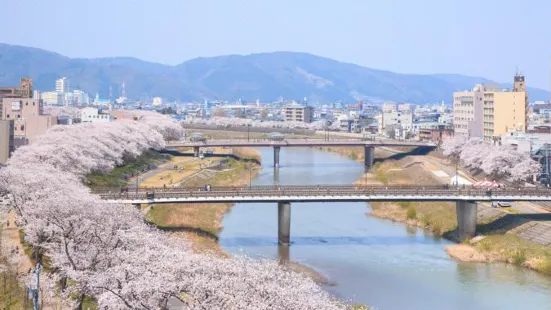 足羽川 桜並木