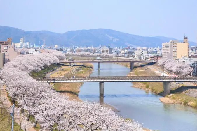 Asuwa River Cherry Blossom Row