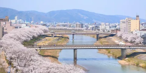 足羽河岸櫻花