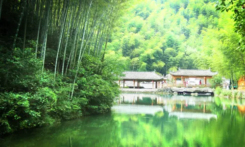 Bamboo Forest In Mukeng