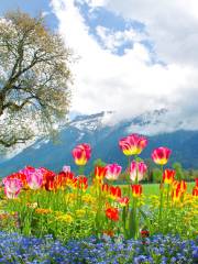 Botanischer Alpengarten Schynige Platte