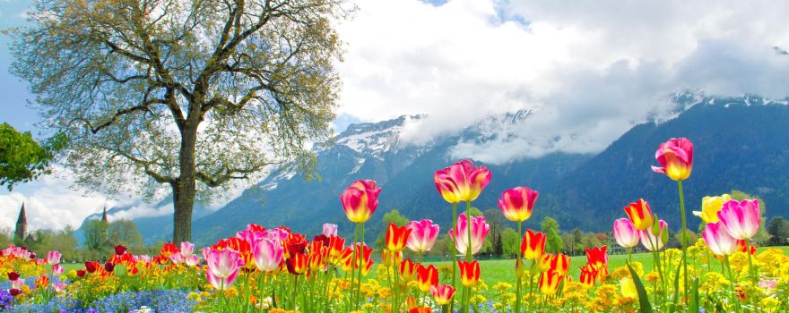 Alpine Garden