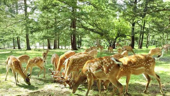 Deer Park