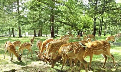 Deer Park