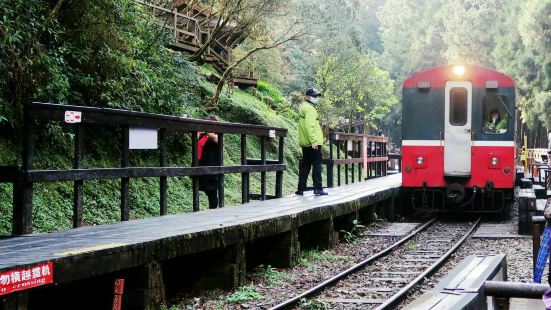阿里山的鐵路最早是為了運輸森林木材而修建的，現在主要是觀光項