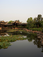 Tea Garden, Yongquan Farm Resort, Tongling