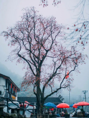 King of Persimmon Trees