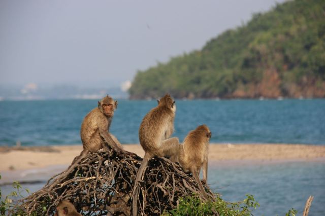 猴島