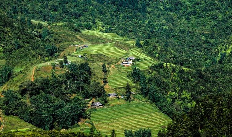 Terraced Rice Fields in Sapa