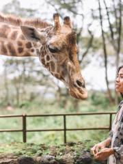 Giraffe Centre