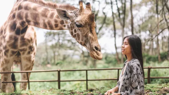 Giraffe Centre