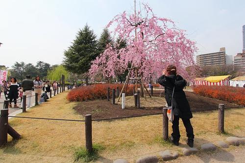 鶴舞公園旅遊攻略指南 鶴舞公園評價 鶴舞公園附近推薦 Trip Com