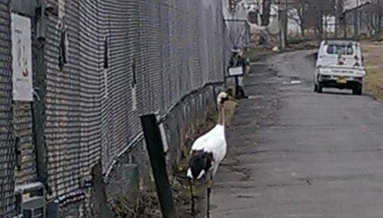 釧路濕地公园是北海道最大的濕地，在這裡可以看到快滅亡的丹頂鶴