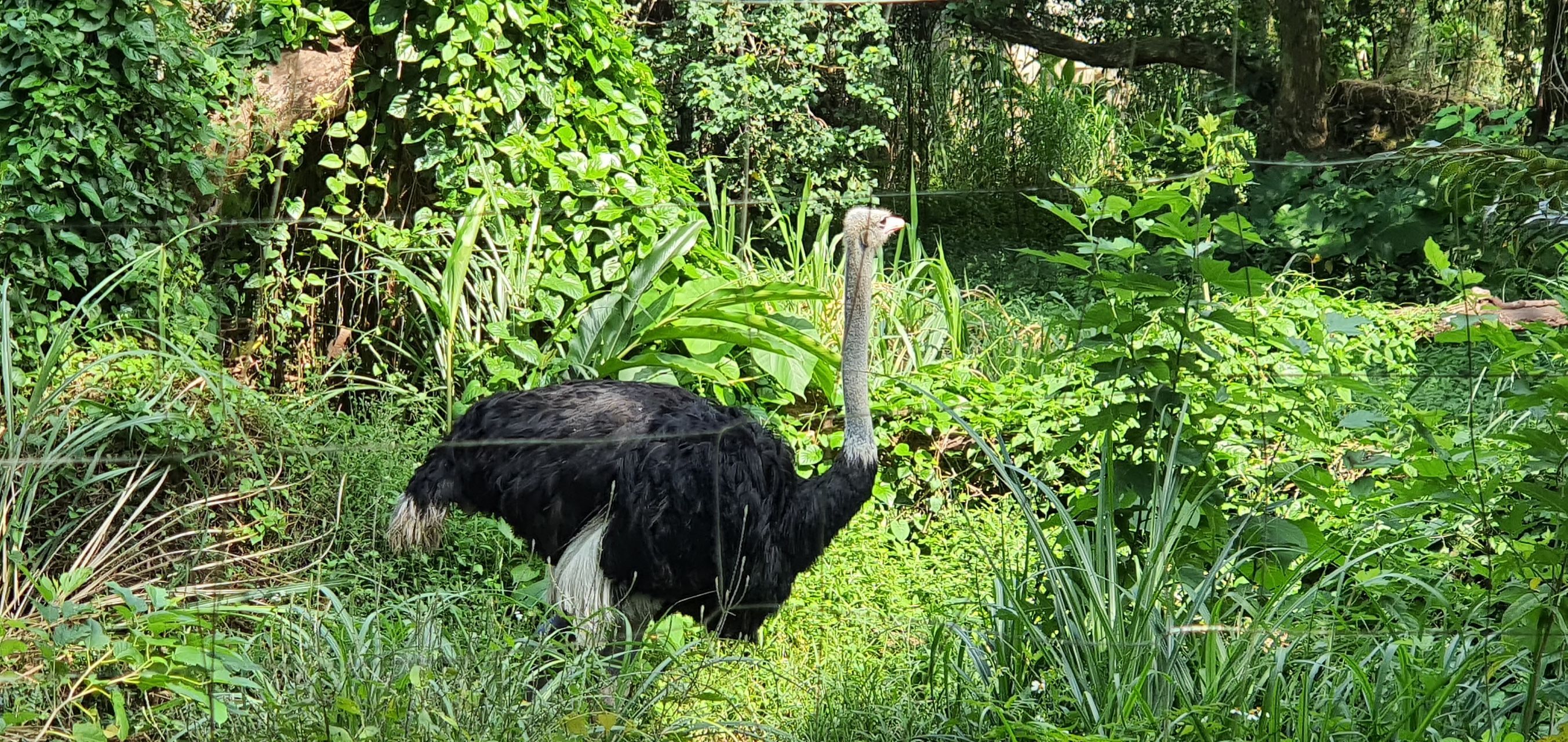 Taipei Zoo Travel Guidebook Must Visit Attractions In Taipei Taipei Zoo Nearby Recommendation Trip Com