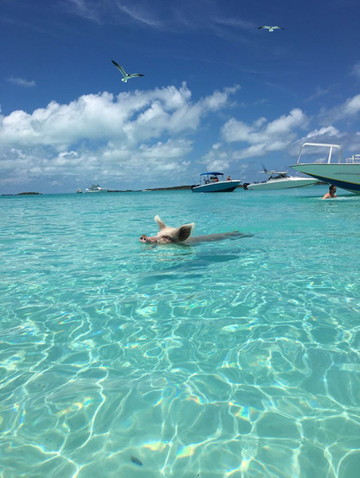 ピッグ ビーチ ブラック ポイント の旅行レビュー Trip Comトラベルガイド