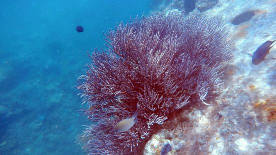 珊瑚花園是巴拉望最好的潜水地點，它位於科龍島附近，海底能見度