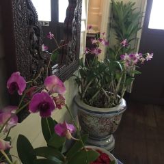 Baan Chiang Restaurant User Photo