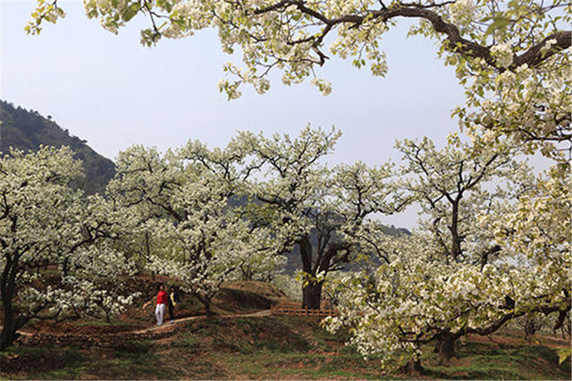 薊縣“梨園情”梨花節 | 天津