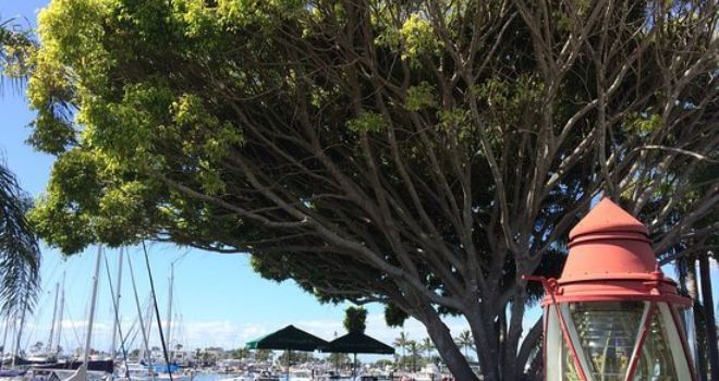 Cafe La Mer