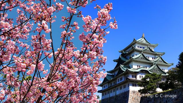 Cherry Blossom Viewing in Nagoya