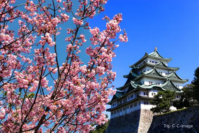 Cherry Blossom Viewing in Nagoya
