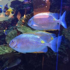 DOLPHIN ALL DAY DINING User Photo
