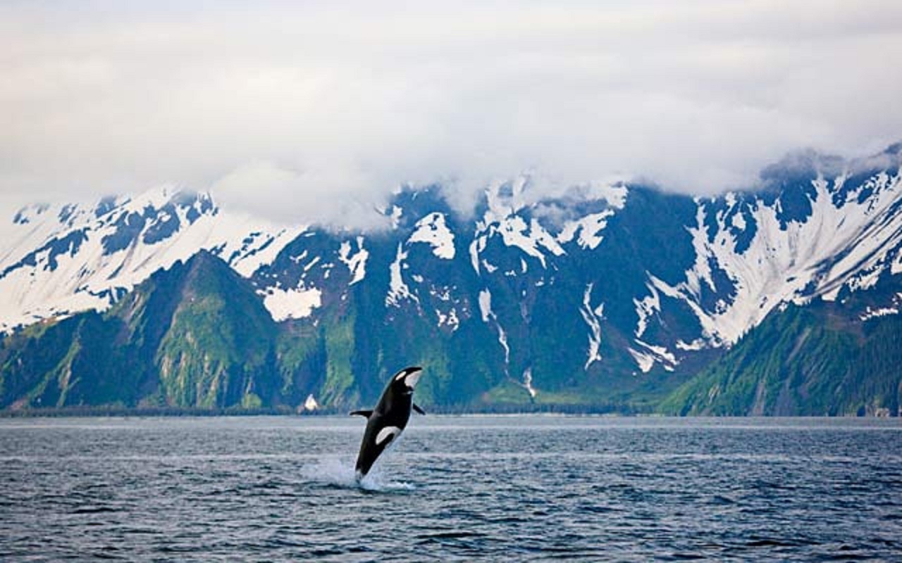 Seward Kenai Fjords National Park Glacier and Marine Life Cruise Boat Ticket