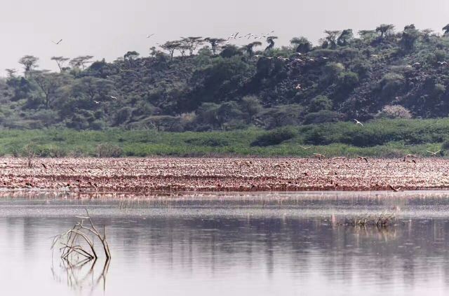 Lake Bogoria
