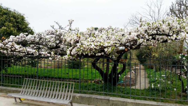 Jardin des serres d'Auteuil