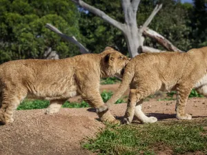 Werribee Open Range Zoo
