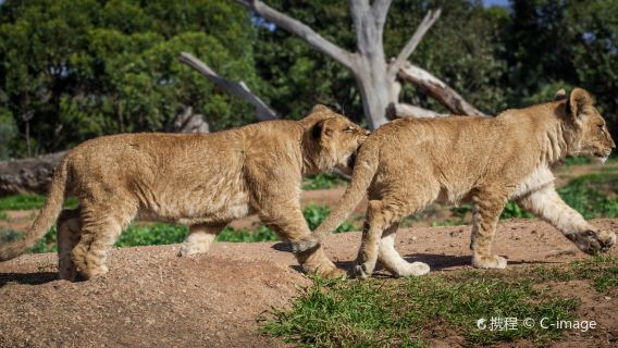澳洲墨爾本華勒比動物園+疏芬山一日遊【埃爾法/賓士V遊】