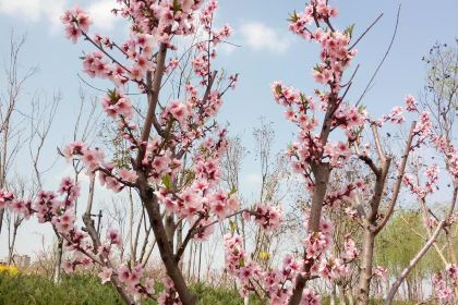 KFC (kaifenghuanghelu)