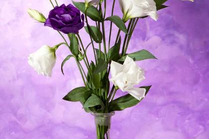 麦当劳(本溪永丰街华联店)