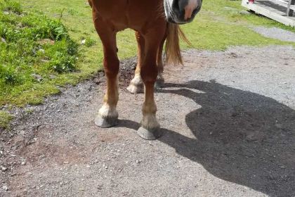 大喜來蛋糕店(新城南都店)