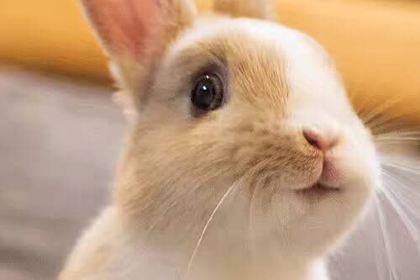 菲滋意式餐厅(温岭银泰城店)