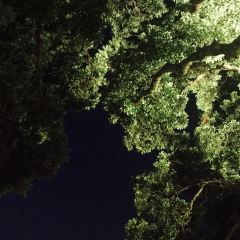 Chousan User Photo