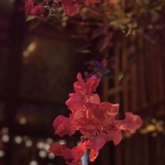 Tropicana Restaurant User Photo