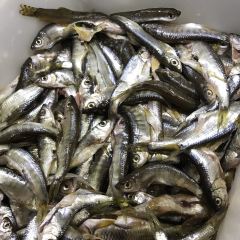 芳芳菜馆(上清古镇店) User Photo